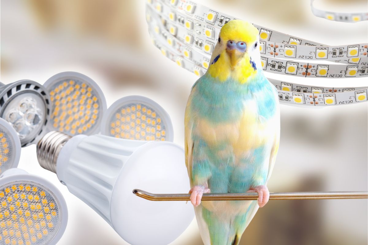 Are LED Lights Bad for Parakeets
