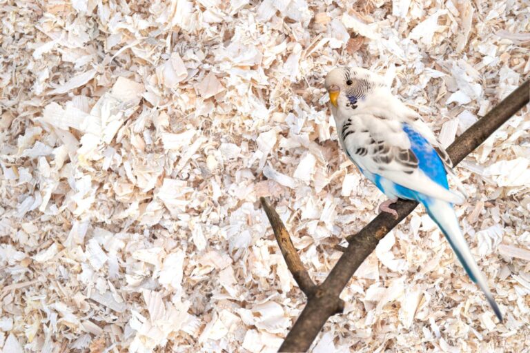 Can You Use Pine Shavings as Bedding for Parakeets