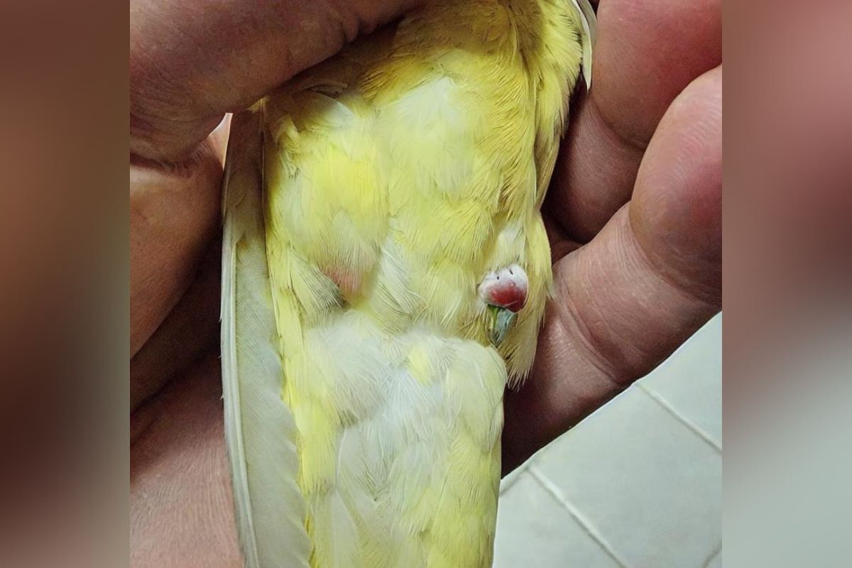 Can a Parakeet Get Constipated
