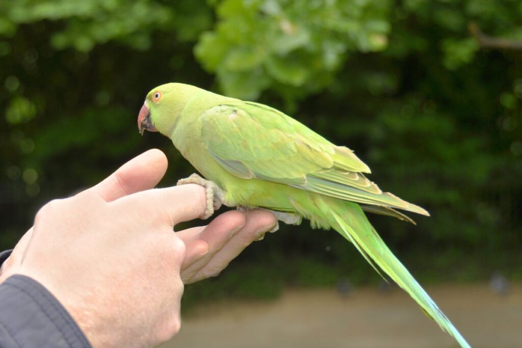 Hand Feeding a Green Parakeet