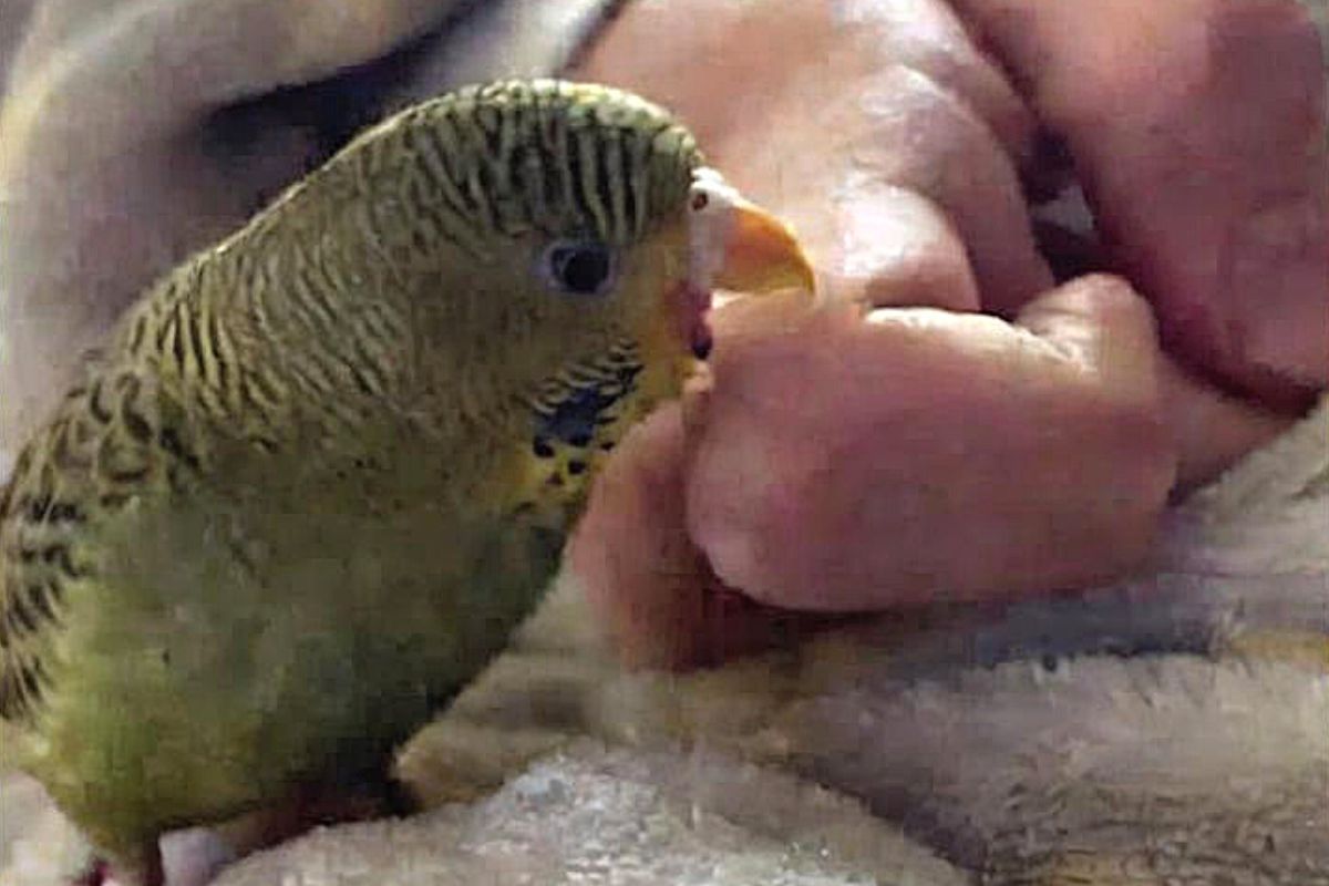 Why Does My Parakeet Bite My Nails