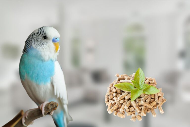 Will a Parakeet Starve Itself?