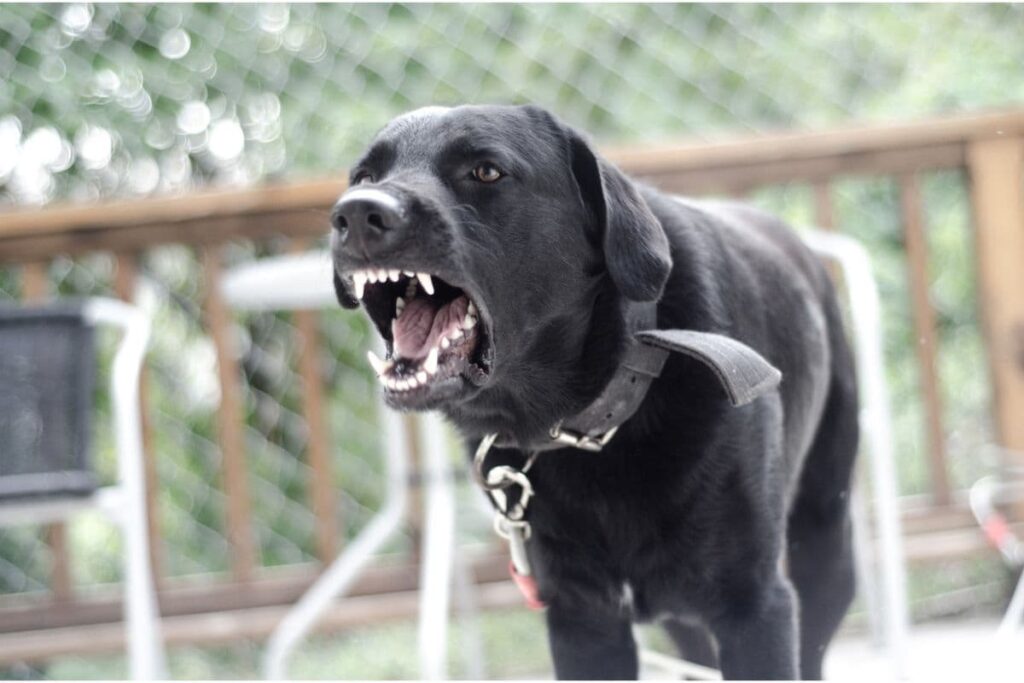 A Fierce Dog Barking