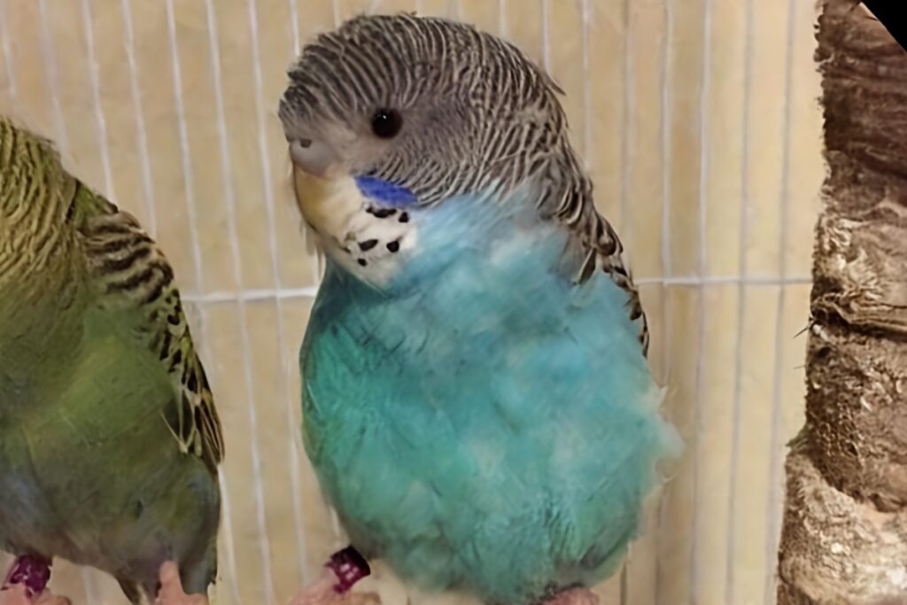Blue Parakeet with Fluffed Feathers