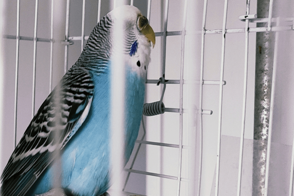 Can Parakeets Live Outside Tips & Safety Considerations Petsmopolitan
