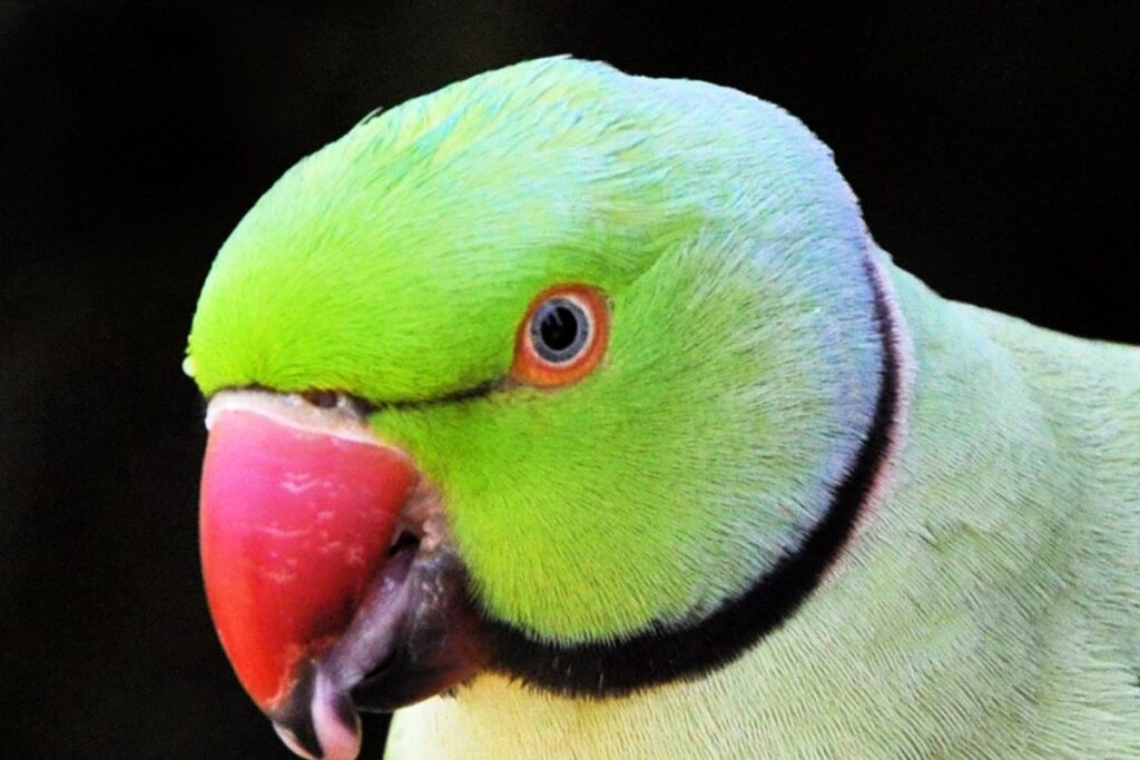 Close Up of Rose Ringed Parakeet