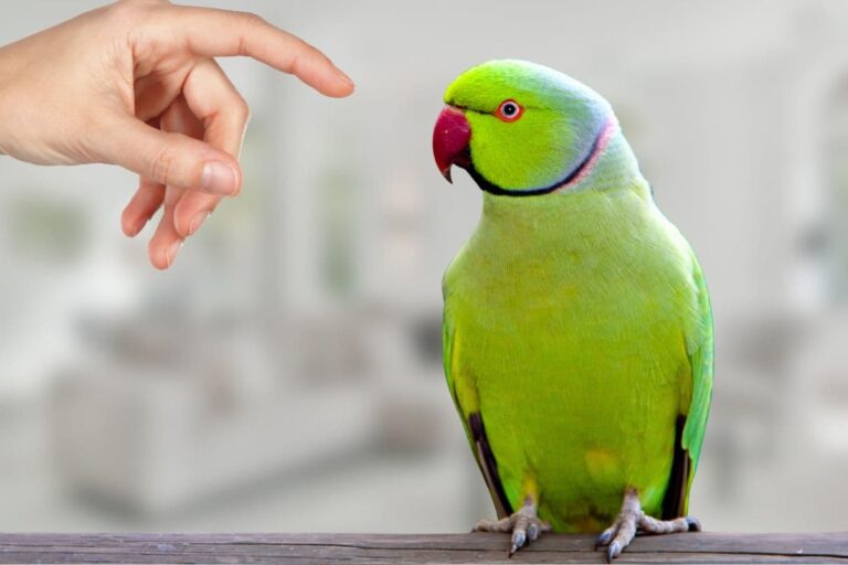 Is My Parakeet Scared of Me – Causes & What to Do About It