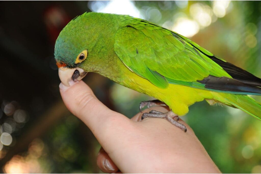 Parakeet Playing with Finger