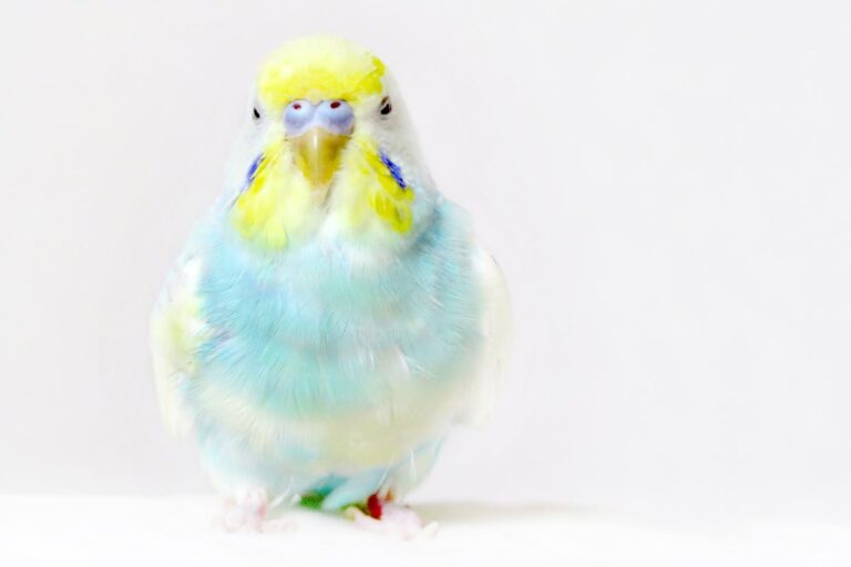 Signs That Your Parakeet Likes You: Parakeet Affection