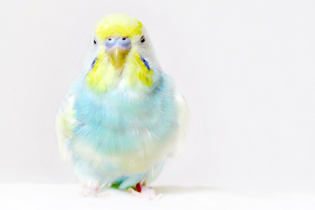 Signs That Your Parakeet Likes You