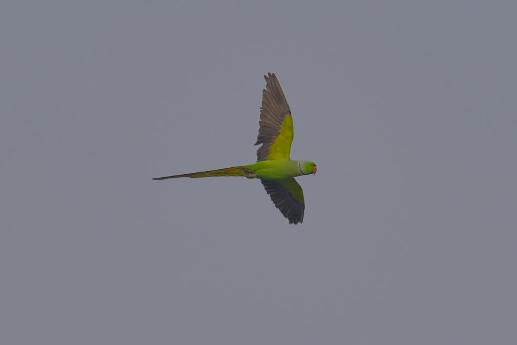 A Parakeet in Flight Outdoors