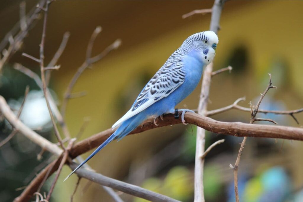 A Wild Blue Parakeet