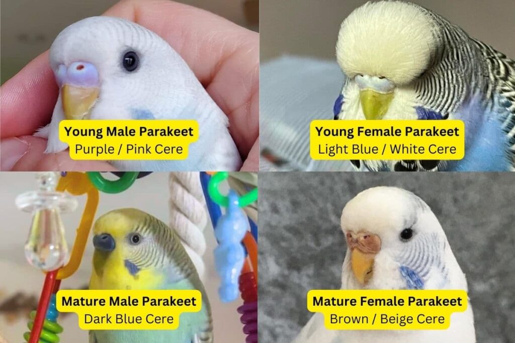 Identify Parakeet Gender by Observing Color of Cere
