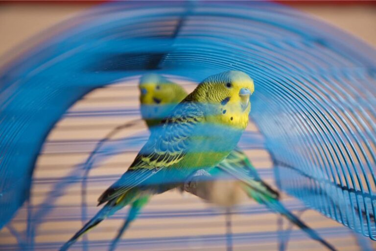 Is It Cruel to Keep a Parakeet in a Cage