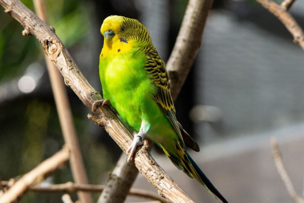 Male Parakeet Body Shape