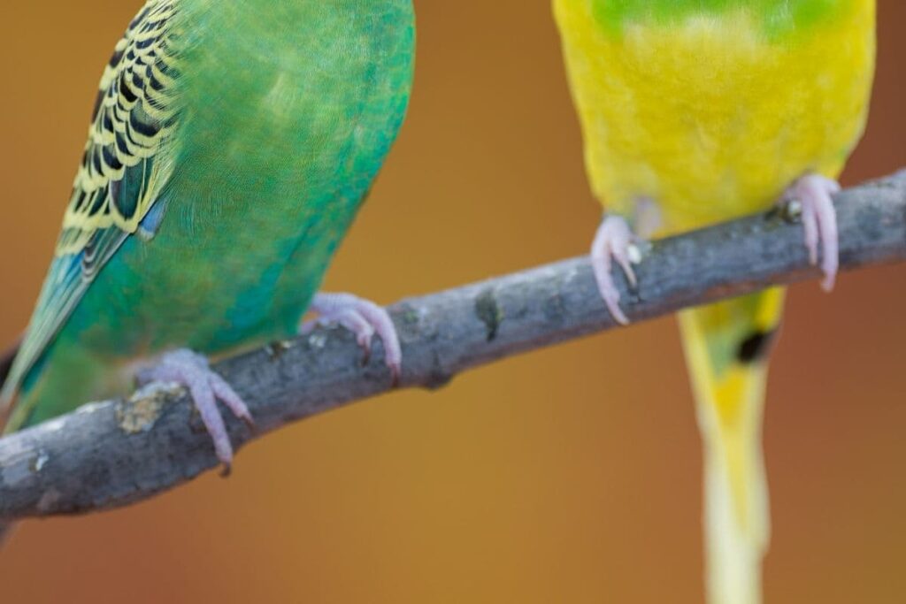 Parakeet Feet Colors