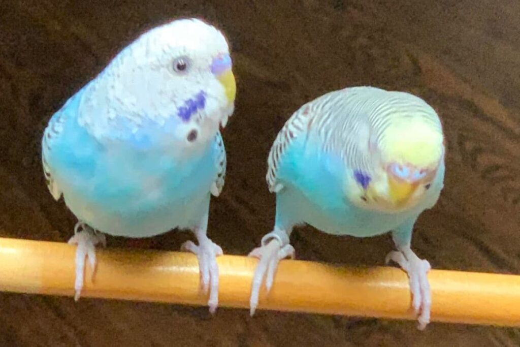 Why is My Parakeet Breathing Fast Petsmopolitan