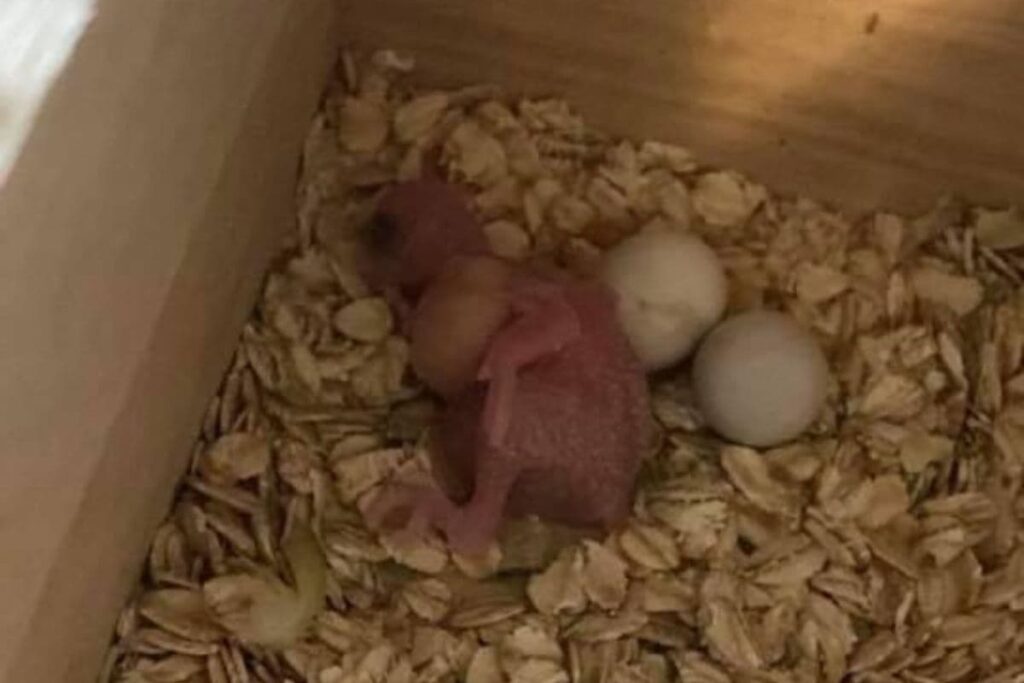 Baby Parakeet with a Full Crop