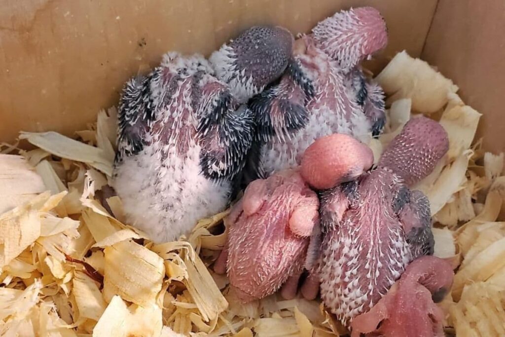 Baby Parakeets