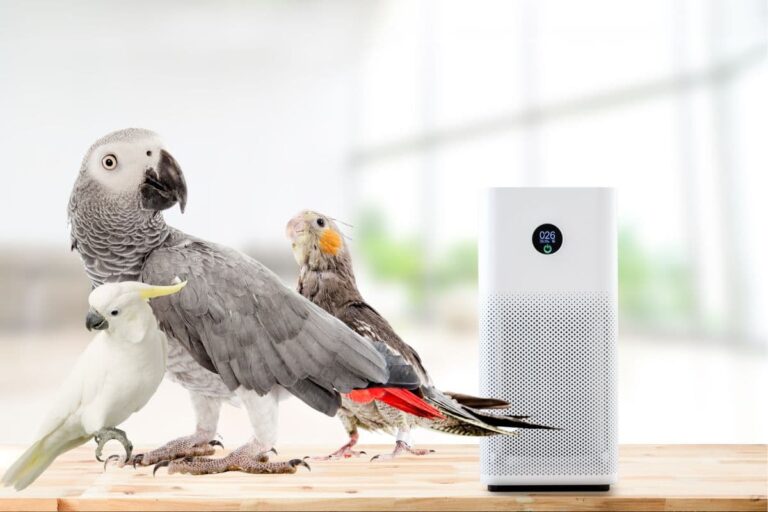 Best Air Purifier for Bird Owners: Safely Remove Bird Dander