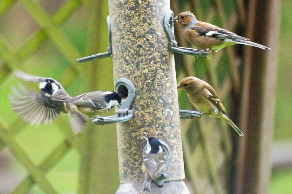 Wild Birds Feeding on Bird Feeder