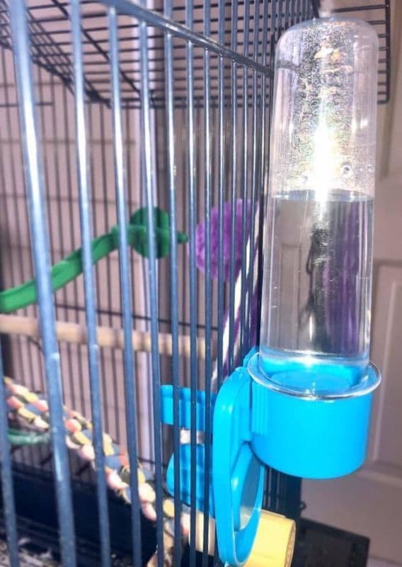 Bird Water Bottle