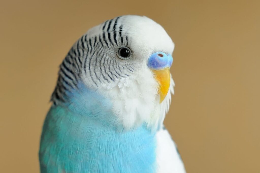 Close Up of a Parakeet