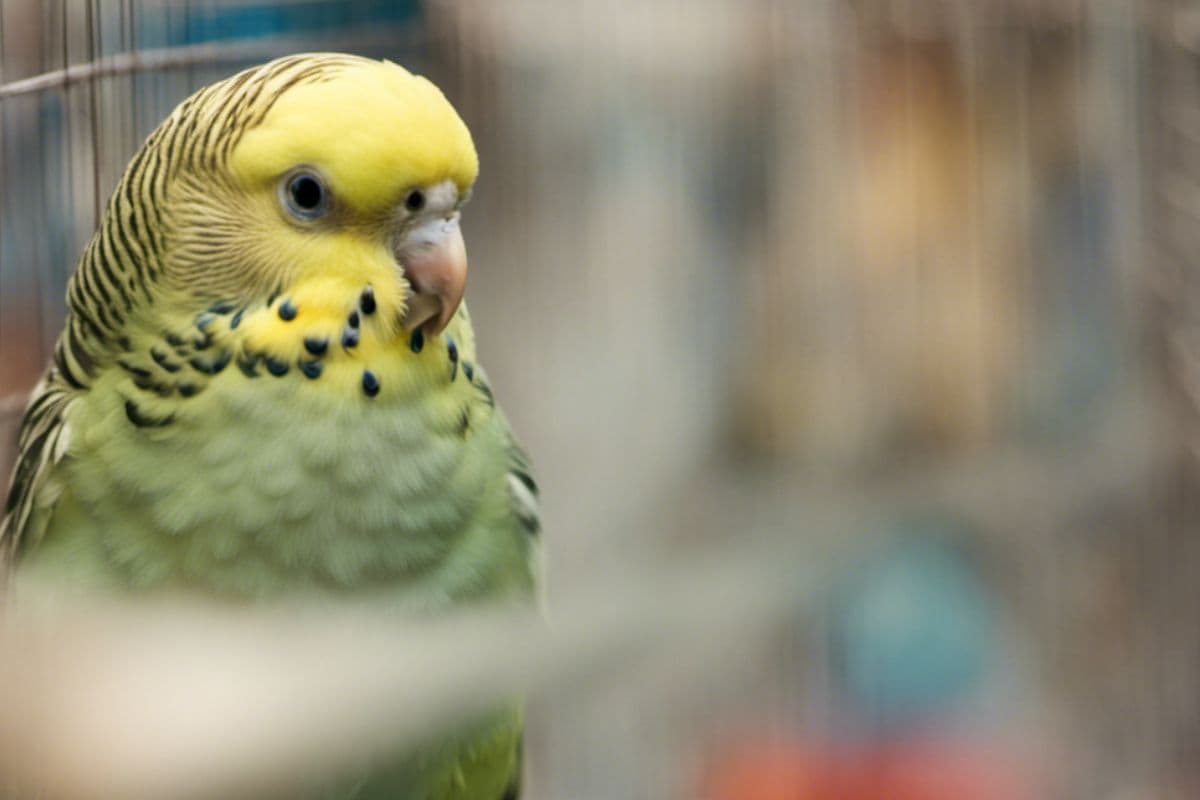 How Do You Calm a Scared Parakeet