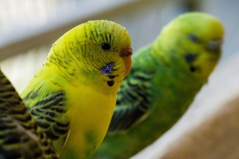 Why Do Parakeets Grind Their Beaks