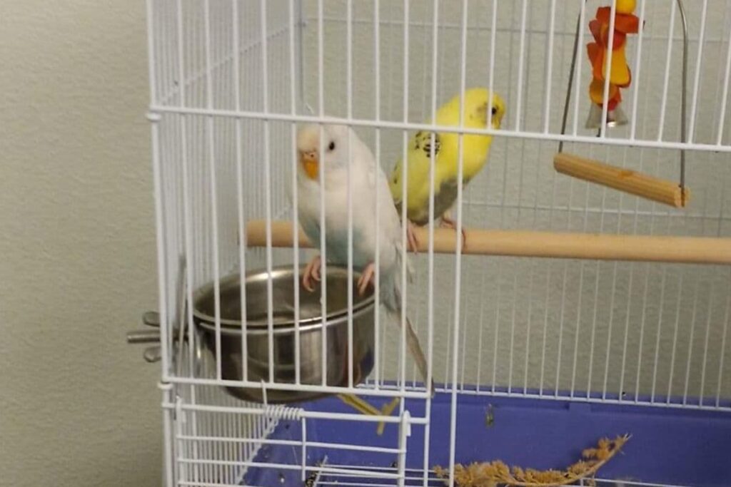 Why Do Parakeets Poop in Their Water Bowl Petsmopolitan