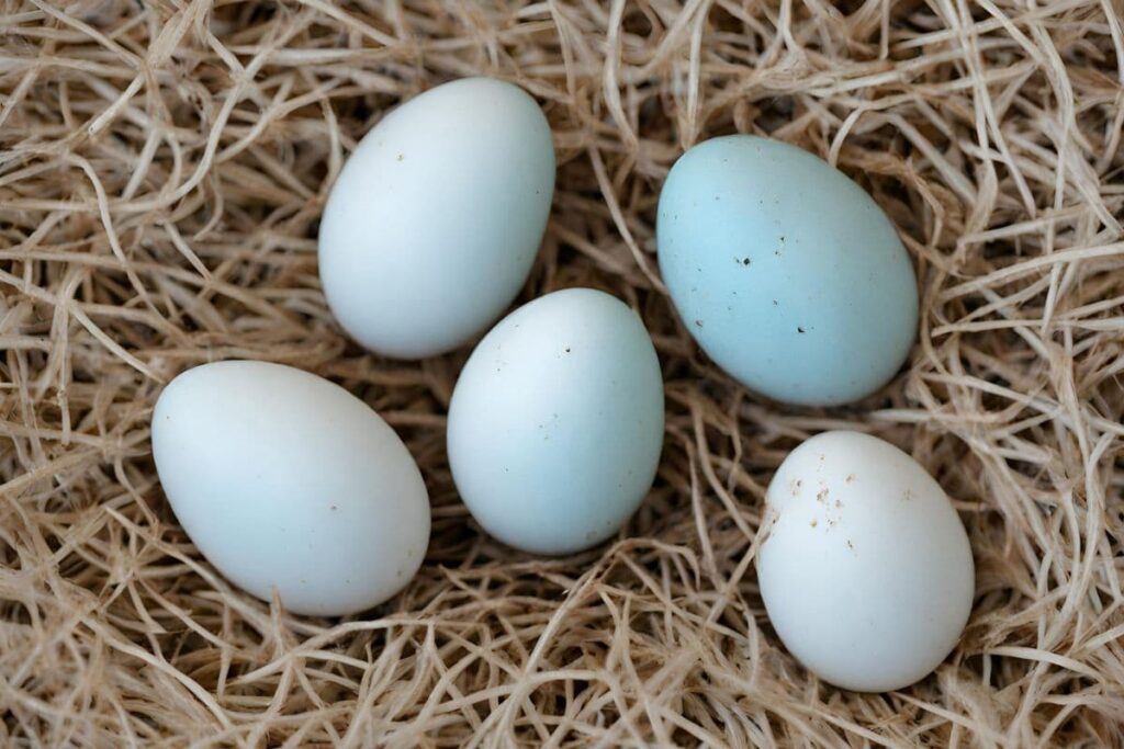 Parakeet Eggs in Nest